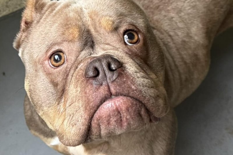 Delila, a three year old Pocket Bully, is a really friendly girl who absolutely loves people and being centre of attention. Delilah (previously called Miss Piggy) has been through a big leg surgery to straighten a deformed front leg, and is doing brilliantly – she now urgently needs to find her forever home. 
