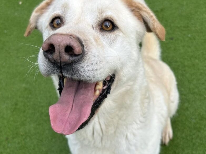 Retriever cross, Barney, is very friendly and loves "wiggling around with a teddy in his mouth". He is not ‘dog friendly’ with dogs in his space, so must be walked on lead unless in secure areas, and will need to be the only pet in his new home. Barney is housetrained and has been totally non-destructive in his kennel. He "really is such a good boy who just needs someone to give him a chance". 