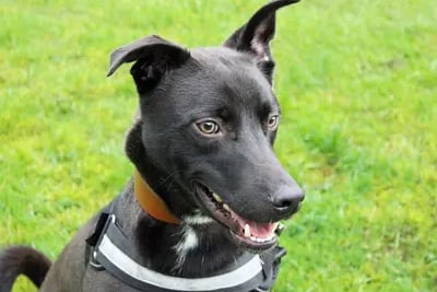 Lurcher Cross, Ace, is a lovable pup who is rather suspicious of people when he's in his kennel, but outside it he wants the attention of everyone! At ten months old he's very active and would be looking for an equally active family. Ace can live with people of high school age and he is fully house trained. 
