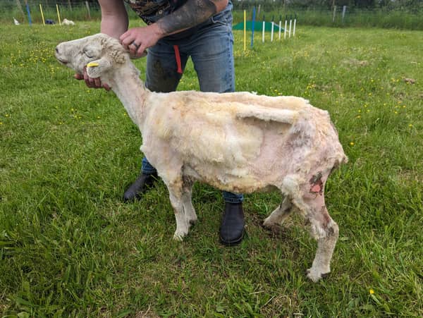 An emaciated and poorly ewe that was found at the smallholding had to be put to sleep to end her suffering.