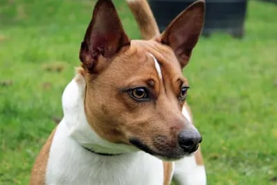 Jack Russell Terrier Olly is a young gentle pup looking for a home preferably with somebody who can be there with him all day and ideally be the only pet. He can be worried by new people and places but is trying his best, and does enjoy a fuss when he allows himself to relax. 