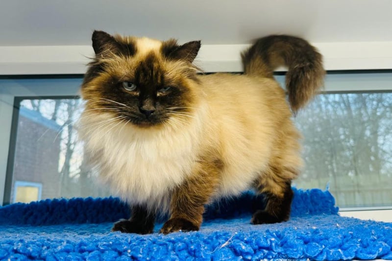 Two-year-old Sophia came into care after being rescued from a multi-cat household and was in poor condition. She has since received lots of TLC. She would suit a quieter, cat-savvy family who have experience with long-haired cats. She has lived with cats before and could again.