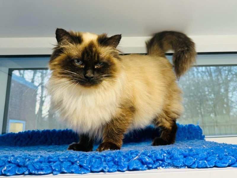 Two-year-old Sophia came into care after being rescued from a multi-cat household and was in poor condition. She has since received lots of TLC. She would suit a quieter, cat-savvy family who have experience with long-haired cats. She has lived with cats before and could again.