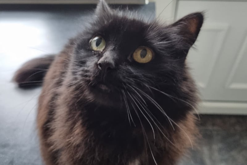 12-year-old Ninja is an affectionate lady in her senior years. She would love to find a retirement home where she can get lots of attention.