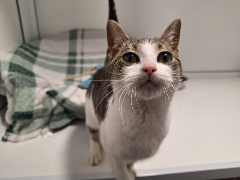Six-month-old Harriet is a friendly and confident girl who absolutely adores attention, fuss and just generally being around people.