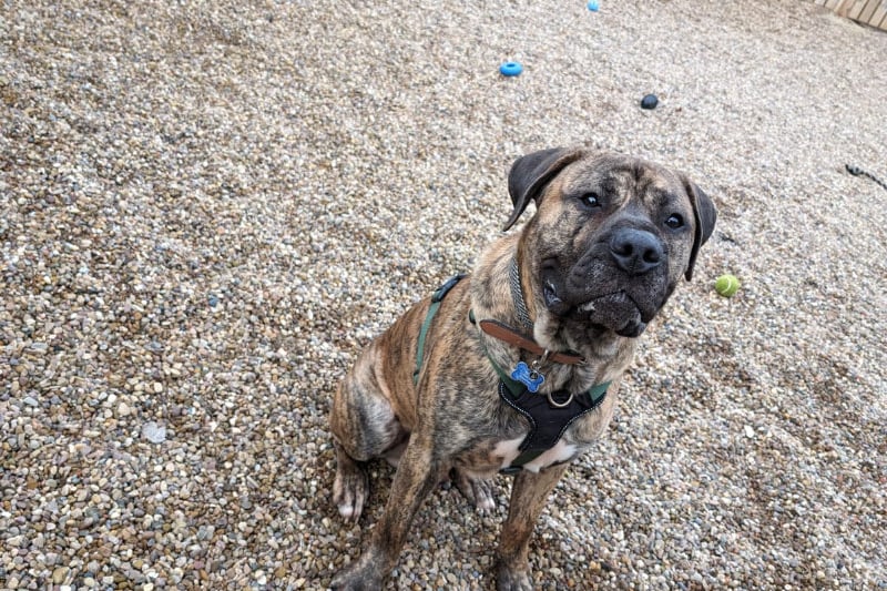 Two-year-old Frank is a Mastiff X. He's a bouncy lad and will sometimes get overly excited with people, so would be best living with a family who have kids aged over 16.
