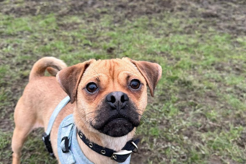 One-year-old Teddy is a Jug (JRT x Pug) and a lively and energetic lad with lots of potential. He has not been introduced to much of the world but he takes this in his stride with his handler beside him. He would suit an active family who can keep him entertained - and he'd need to be the only pet in the house.