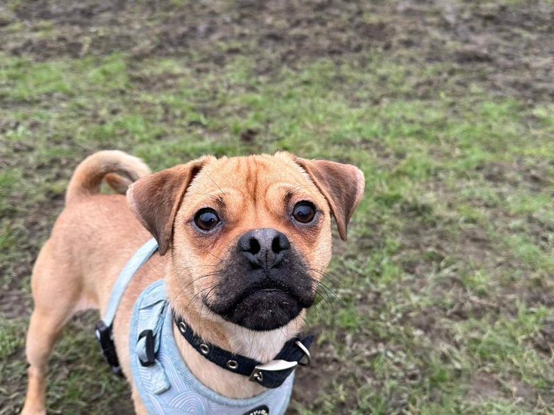 One-year-old Teddy is a Jug (JRT x Pug) and a lively and energetic lad with lots of potential. He has not been introduced to much of the world but he takes this in his stride with his handler beside him. He would suit an active family who can keep him entertained - and he'd need to be the only pet in the house.