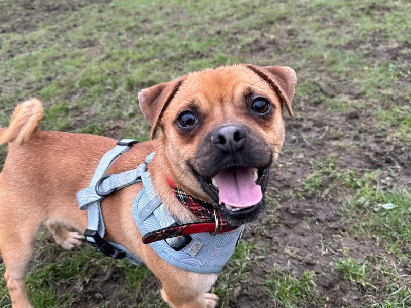 Mini Milo is a one-year-old Jug (JRT x Pug) with a happy-go-lucky attitude. He would suit and active family to keep him busy and entertained, but would need to be the only pet in the house.