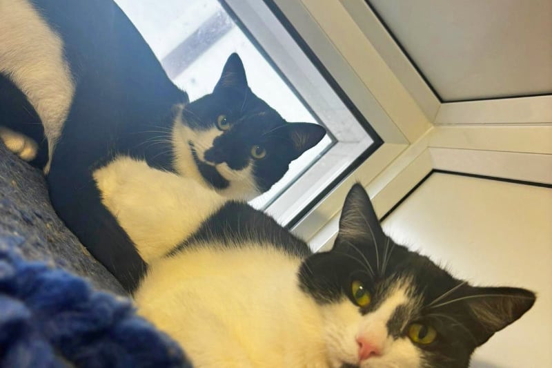 Five-year-olds Ares and Athena are a bonded pair of siblings who have much love and affection towards one another. Unlike Greek Mythology, neither are into war - opting instead for cuddles. They'd suit a home with cat savvy kids and a garden to explore.