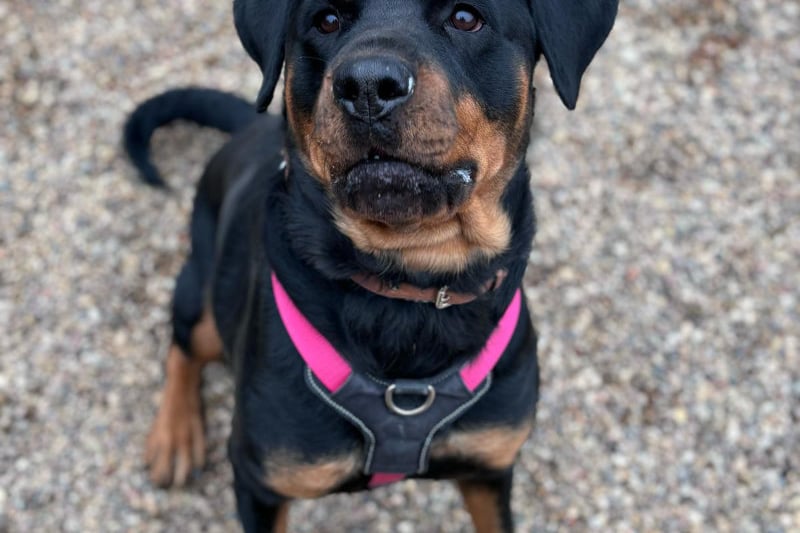 One-year-old Zena has a big, lovable personality and the best looking eyebrows around the animal centre. She would suit a family that is experienced with larger breeds.