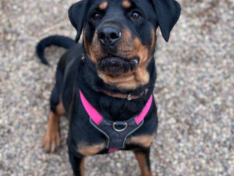 One-year-old Zena has a big, lovable personality and the best looking eyebrows around the animal centre. She would suit a family that is experienced with larger breeds.