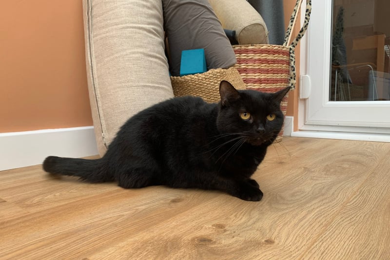 Three-year-old Emilia loves affection and pottering around a garden. She would suit an adult-only home with plenty of love to offer.