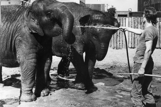 Blackpool Zoo elephants Sonya and Crumble enjoy a wash in 1973