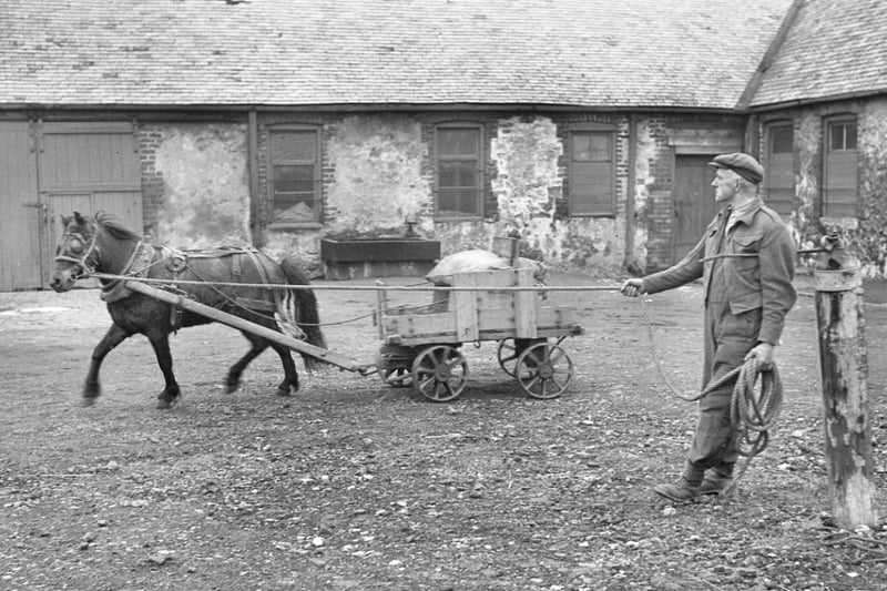 Dick Lightie is pictured training one of the ponies for work on the coal face of the pits.
The photo was taken in Ryhope in 1947.