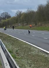 A goat is pictured between junction 12 or 13 of the M5 on March 25. Three of the animals ran onto the carriageway and blocked traffic.