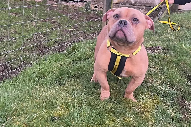 Rupert is looking for a loving home with owners who are around whilst he settles into a new routine. He travels well in the car and he would like new owners who can continue his training through positive reinforcement and continue to keep him well socialised. He would benefit from a secure garden so that he can enjoy time off lead. Rupert can live with children aged 14 years over providing they are confident with excitable dogs. He would be suited as the only dog in the home to allow him the time and commitment from an adopter to take him to regular training, he can have dog walking pals when outside. Please note Rupert is under the minimum height requirements to be classified as an American Bully XL type.