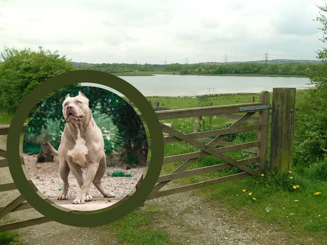XL Bully owners are planning a get together for their dogs at Rother Valley Country Park. Picture: Adobe Stock / Mark Fear, National World