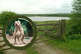 XL Bully owners are planning a get together for their dogs at Rother Valley Country Park. Picture: Adobe Stock / Mark Fear, National World