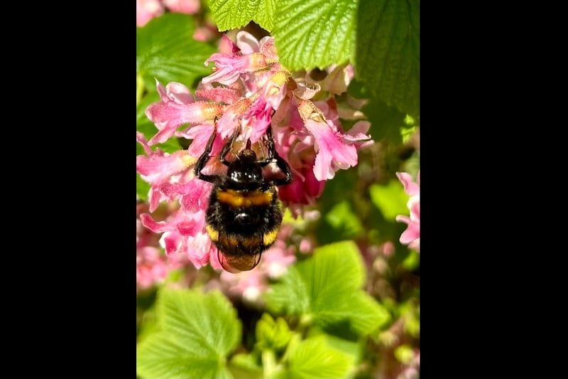 Julie McDermott shared this photo of a busy bumblebee hard at work.