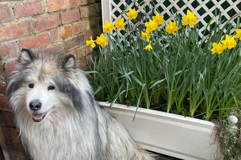 Val Unwin shared this photo of an especially good dog and some newly flowered daffodils.