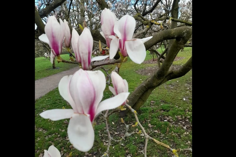 Caroline Wibberley shared this photo of more wonderful blossom in Sheffield's Botanical Gardens.