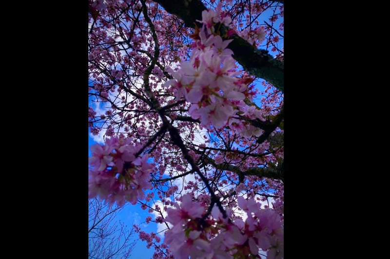Maricel Quidip shared this photo of the blossom at the Botanical Gardens.