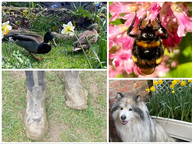 We asked The Star's readers to share their favourite pics of spring time they've taken this year.