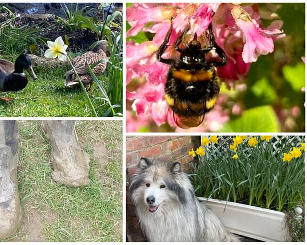 We asked The Star's readers to share their favourite pics of spring time they've taken this year.