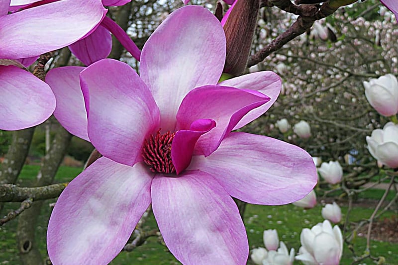 Deborah Smith shared this photo of the magnolias from 'Magnolia Sunday' at the Botanical Gardens.