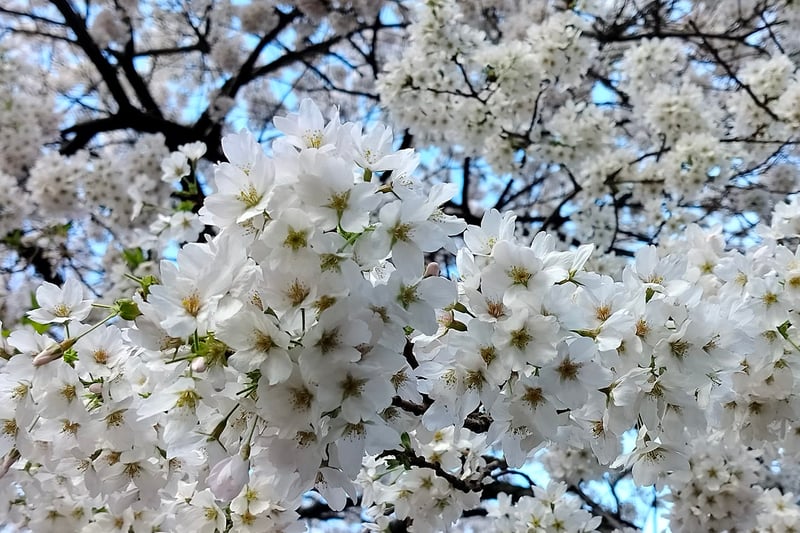 Jinky Gonzales Tajan-Maniego shared this photo of some wonderful spring time bloom, although didn't say where it was taken.