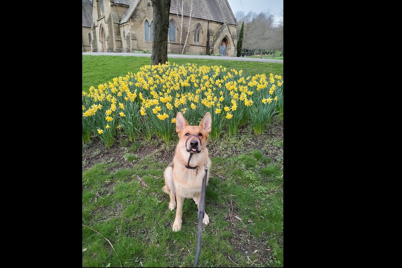 Stephanie Bray shared this photo of a very good dog by some daffodils on a walk by a church.