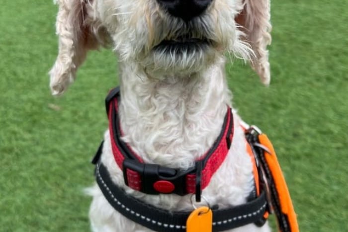 5-year old poodle cross Alice is a lovely girl who will thrive in a quieter home which can provide her with some further basic training. A garden is essential for her adoption. She has enjoyed spending time walking with other dogs so would be happy to have walking friends but best suited as the only dog in the home.