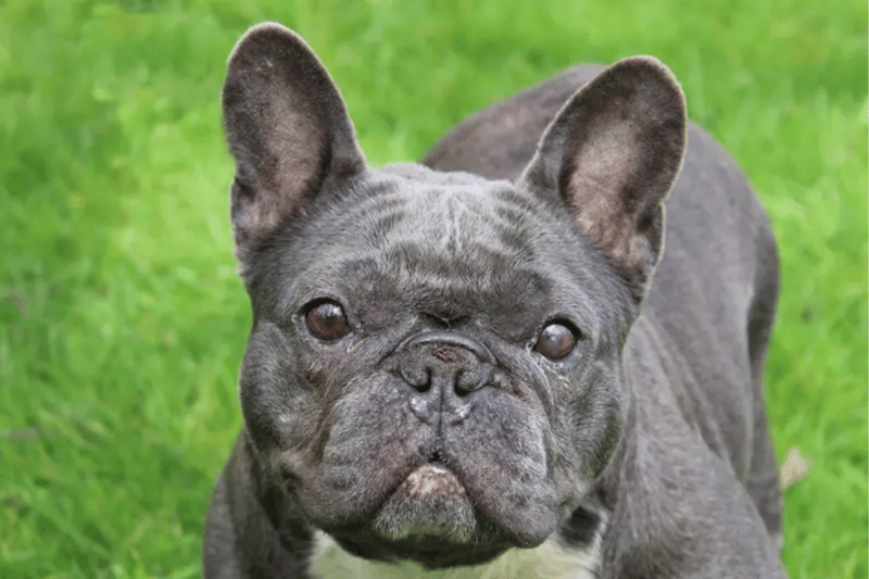 Fran is a French Bulldog who has a quiet and shy nature but her curiosity always gets the better of her and she likes to go exploring. In new places, Fran can be a little worried, and it's advisable for her to have a small crate or den in her new home that she can take herself off to whilst she builds up her confidence.  She can live with a quiet dog or children of a high school age.