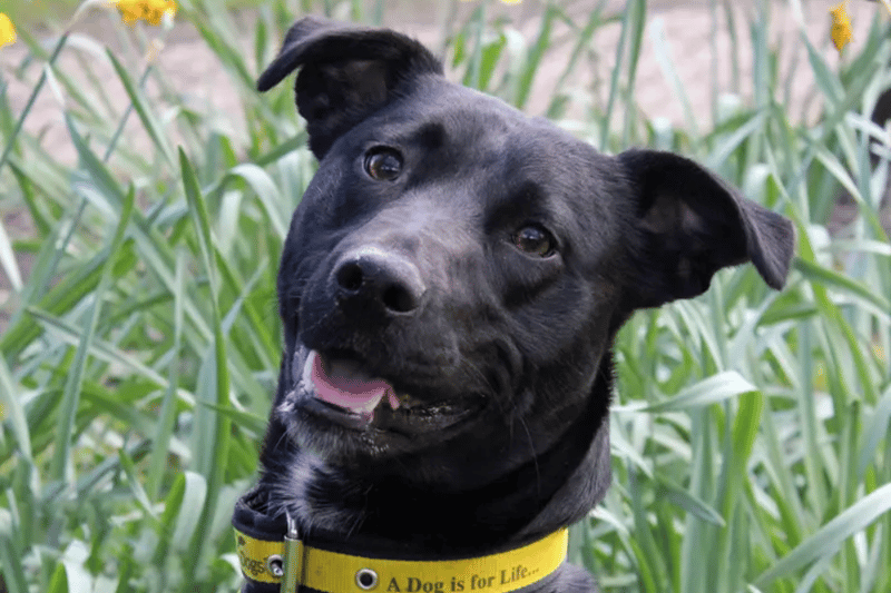 Elka is a Patterdale Terrier, who can live with children of high school age but will need to be the only pet at home. In a previous home she could be left for a couple of hours and is house trained. Elka needs a family with lots of energy to match hers.