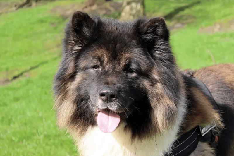 Wilson is an Akita who can live with children over the age of 16 but he'll need to be the only dog at home. He is house trained and can be left alone for a couple of hours. Wilson will require daily grooming.