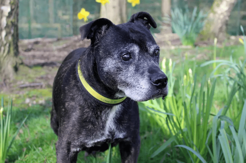 Dottie is a Staffordshire Bull Terrier looking for a quiet retirement home where she can be the only dog and any children are aged 12 and over. She is house trained and can be left alone happily for a couple of hours. Dottie does have stage one kidney disease and is 14-years-old.