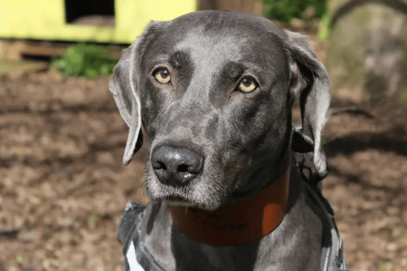 Shadow is a Weimaraner looking for a home where any children are teenagers and he can be the only pet. He is a nervous boy but he is house trained and can be left up to four hours by himself once settled.