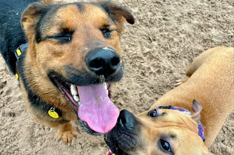 Cooper, a two-year-old German Shepherd, and Lexi, a 10-month-old Bulldog Crossbreed, love playing together. They're looking for homes separately, but have loved their little friendship.