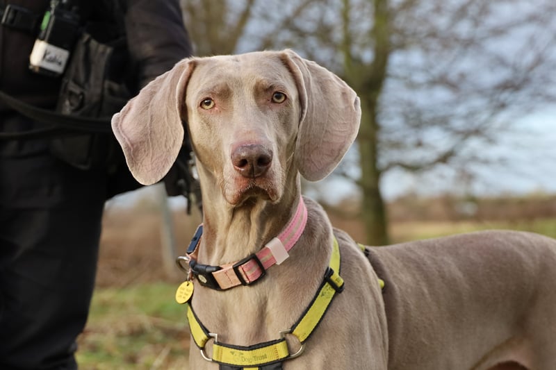 Six-year-old Summer is a Weimaraner who loves to be around people.