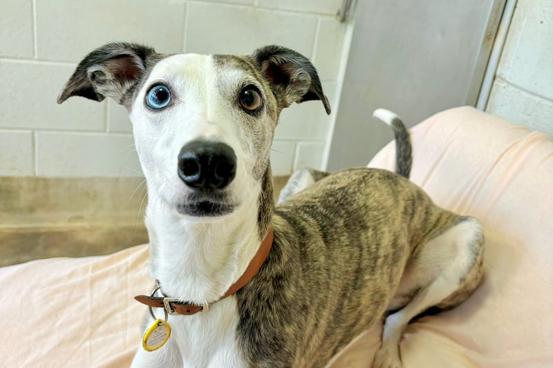 Eight-year-old Lurcher Missi has been waiting for more than a year to find a special home. Her anxieties mean she would need a calm and peaceful environment.