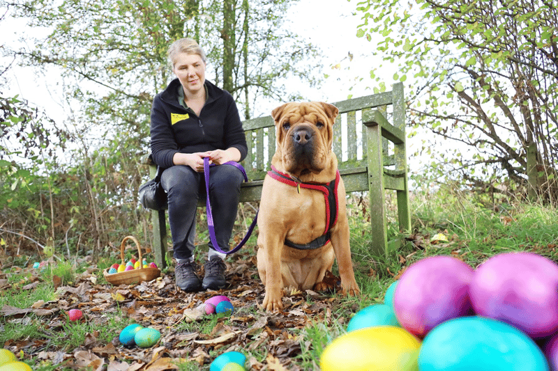 Five-year-old Shar Pei Edi had plenty of fun on a special Easter egg hunt.
