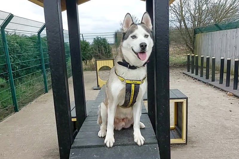 Four-year-old Rocky is a Husky who likes to be kept busy. He loves an agility session and plenty of fun activities.