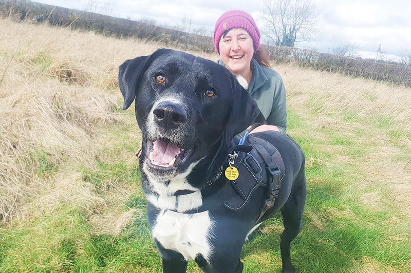 One-year-old Joby is a Crossbreed who loves his walks. He is keen to meet a family who would be interested in carrying on his training.