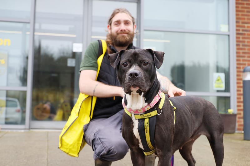 The team at Dogs Trust have had a busy month, with nearly 40 dogs adopted - including affectionate Wendy who was found as a stray.