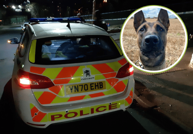 A police dog was deployed to search for a group of teens involved in a street robbery in Sheffield