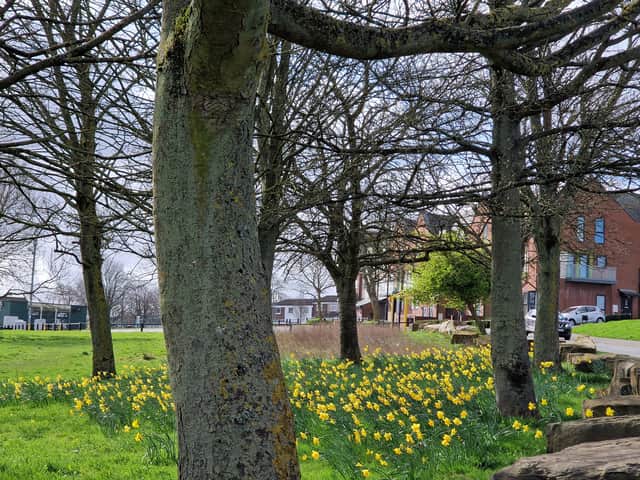 The daffodils have sprung in High Green.