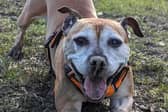 Helping Yorkshire Poundies, based in Rotherham, is desperate to find Tasha the staffy a new foster or permanent home