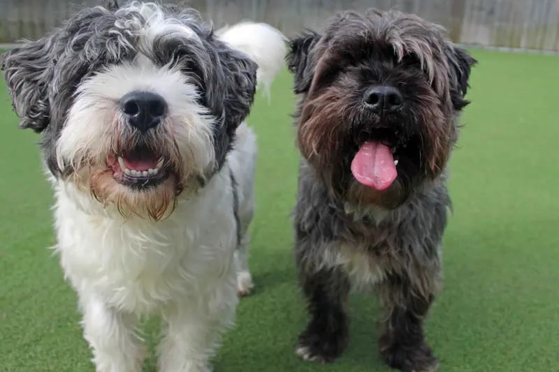 George Spud Dogs Trust: 17 beautiful dogs and puppies looking for a forever home in ...