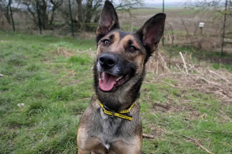 Val would love a home that is fairly active and will be up for taking her on plenty of adventures. She will travel in the car so is happy to go further a field if needed to. She really enjoys playing with toys and will never turn down a game of fetch. Val would love to have a secure garden so that she can have some off lead play time and zoomies. Val is a special girl who will make such a loving companion to the right home.